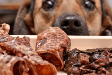 Rola podrobów, produktów ubocznych pochodzenia zwierzęcego i innych surowców odzwierzęcych w nowoczesnym pet food